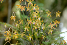 Encyclia tampensis (Florida Butterfly Orchid) - large plant closeup.