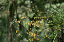 Encyclia tampensis (Florida Butterfly Orchid) - large plant.