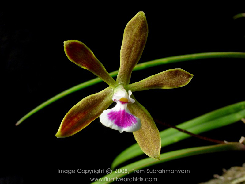 Florida Butterfly Orchid (Encyclia tampensis) flower close-up.