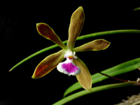 Florida Butterfly Orchid (Encyclia tampensis) flower close-up.