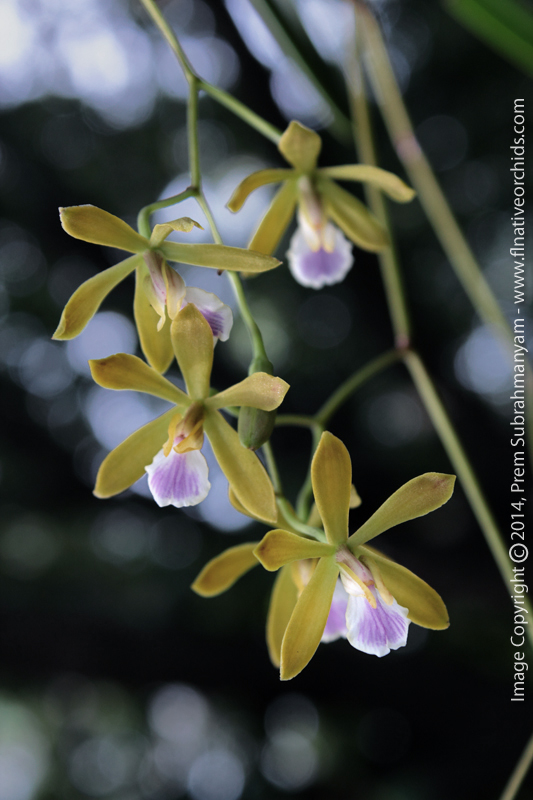 Florida Butterfly Orchid (Encyclia tampensis) flowers