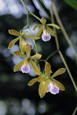 Florida Butterfly Orchid (Encyclia tampensis) flowers