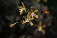 Florida Butterfly Orchid (Encyclia tampensis) - bronze-colored flowers.