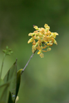 Dingy Flowered Star Orchid (Epidendrum amphistomum)