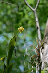 Dingy Flowered Star Orchid (Epidendrum amphistomum)