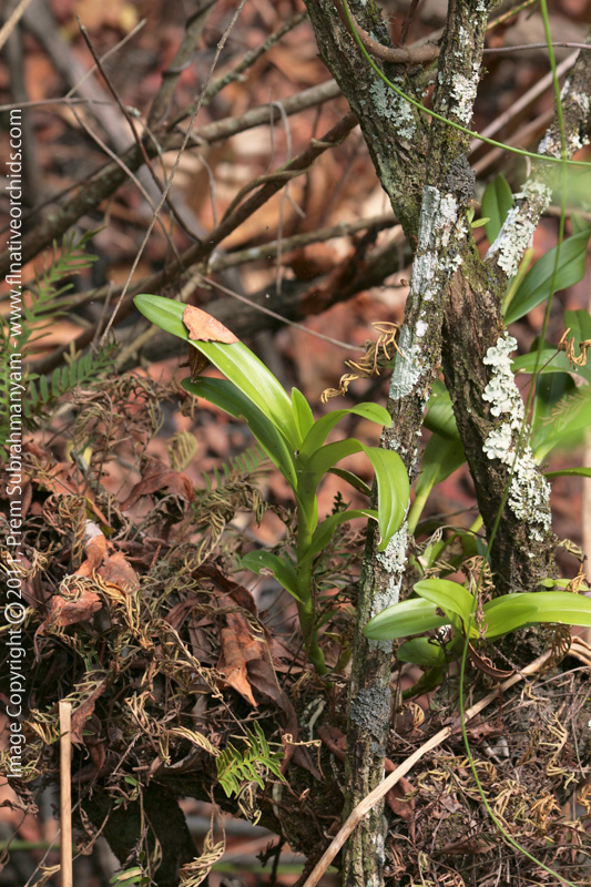 Dingy Flowered Star Orchid (Epidendrum amphistomum)