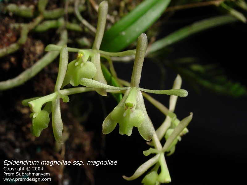 Epidendrum magnoliae (ssp. magnoliae) - flower closeup