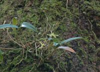 Greenfly Orchid (Epidendrum magnoliae) - plant in situ.