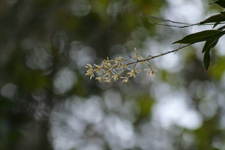Epidendrum magnoliae v. mexicanum
