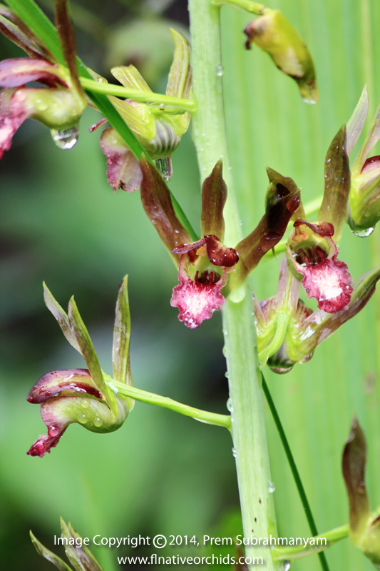 Wild Coco (Eulophia alta) - Flower Closeup