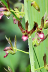 Wild Coco (Eulophia alta) - Flower Closeup