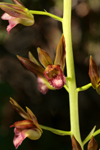 Wild Coco (Eulophia alta) Flower