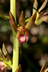 Wild Coco (Eulophia alta) Flower
