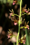 Wild Coco (Eulophia alta) Flowers