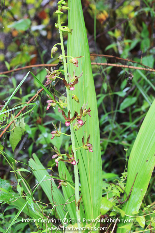 Wild Coco (Eulophia alta) - Plant in bloom.