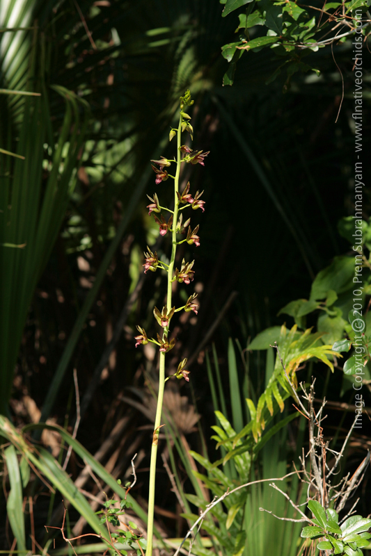 Wild Coco (Eulophia alta) Flower Spike