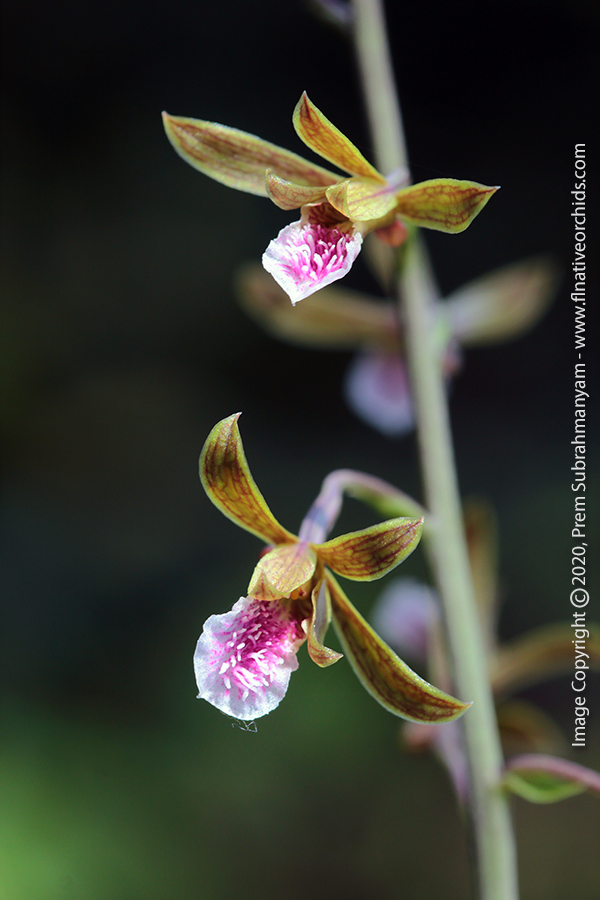Grass-leaved Eulophia/Chinese Crown Orchid Flower Closeup