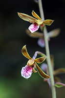 Grass-leaved Eulophia/Chinese Crown Orchid Flower Closeup