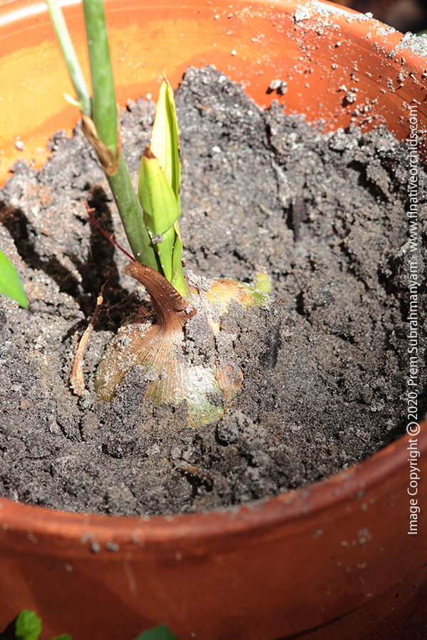 Grass-leaved Eulophia/Chinese Crown Orchid Plant Structure