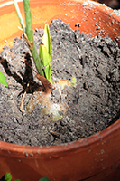 Grass-leaved Eulophia/Chinese Crown Orchid Plant Structure