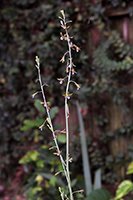 Grass-leaved Eulophia/Chinese Crown Orchid Flower Stems