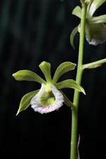 Two-keeled Galeandra (Galeandra bicarinata)