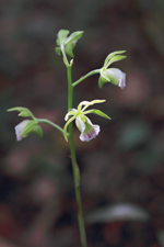 Two-keeled Galeandra (Galeandra bicarinata)