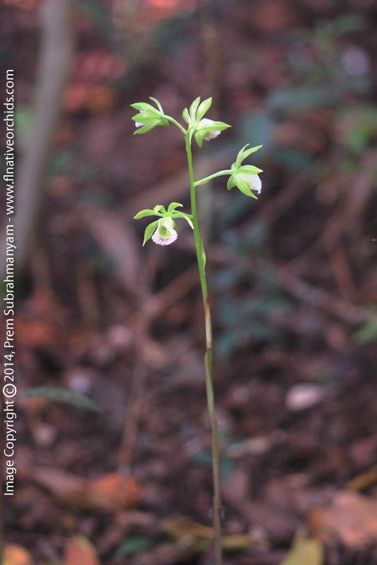 Two-keeled Galeandra (Galeandra bicarinata)