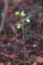 Two-keeled Galeandra (Galeandra bicarinata)