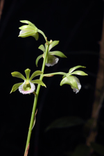 Two-keeled Galeandra (Galeandra bicarinata)