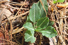 Downy Rattlesnake Plantain (Goodyera pubescens) - Plant