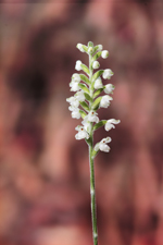 Downy Rattlesnake Plantain (Goodyera pubescens) - Entire Inflorescence