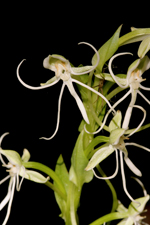 Long-horned False Rein-orchid (Habenaria macroceratitis)