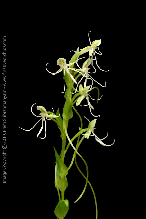 Long-horned False Rein-orchid (Habenaria macroceratitis)