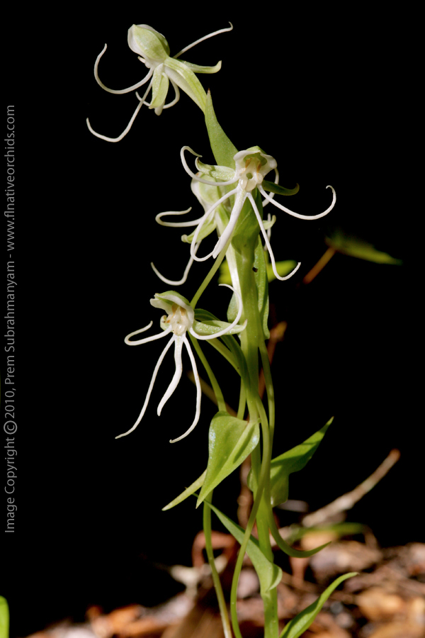 Long-horned False Rein-orchid (Habenaria macroceratitis)