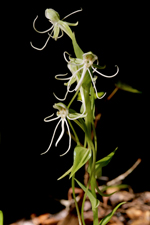 Long-horned False Rein-orchid (Habenaria macroceratitis)