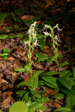 Long-horned False Rein-orchid (Habenaria macroceratitis)
