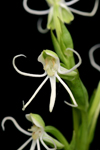 Michaux's Orchid (Habenaria quinqueseta)