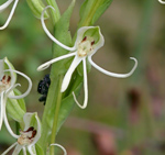 Michaux's Orchid (Habenaria quinqueseta)