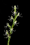 Michaux's Orchid (Habenaria quinqueseta)