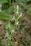 Michaux's Orchid (Habenaria quinqueseta)