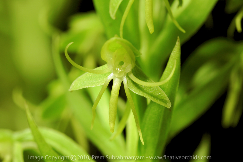 Water Spider Orchid (Habenaria repens)