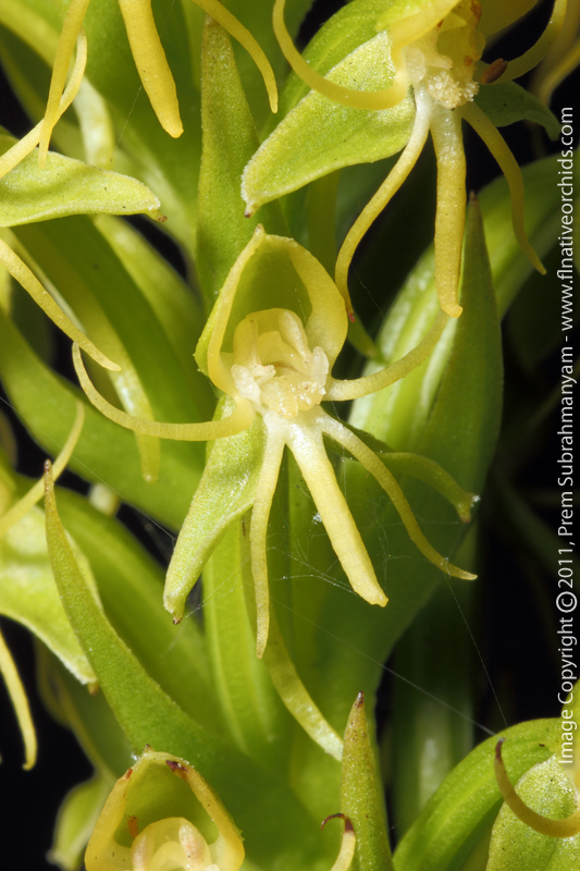 Water Spider Orchid (Habenaria repens) - Flower Closeup Shot