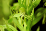 Water Spider Orchid (Habenaria repens)