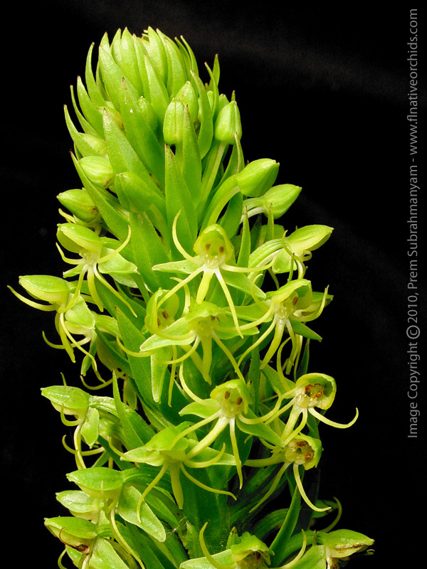 Water Spider Orchid (Habenaria repens)