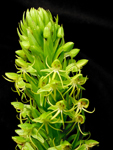 Water Spider Orchid (Habenaria repens)