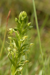 Water Spider Orchid (Habenaria repens)