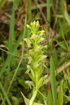 Water Spider Orchid (Habenaria repens)