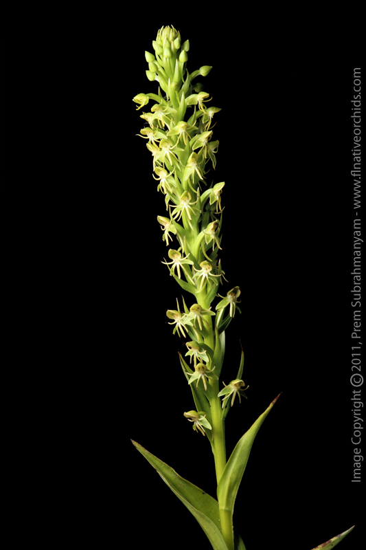 Water Spider Orchid (Habenaria repens) - Full flower spike