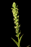 Water Spider Orchid (Habenaria repens) - Full flower spike